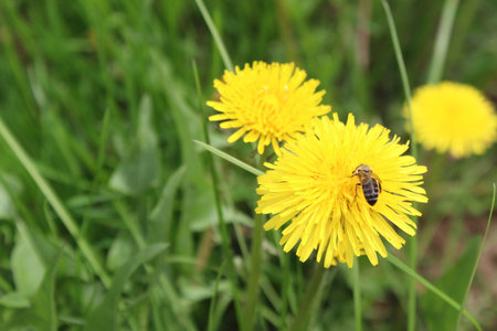 Bee collects nectar from a yellow dandelion