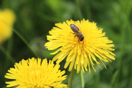 Bee collects nectar from a yellow dandelionの写真素材