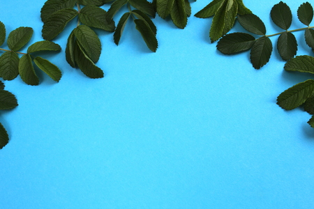 blue background decorated with succulent green leavesの写真素材