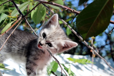 Wild gray kitten plays and nibbles a branchの写真素材