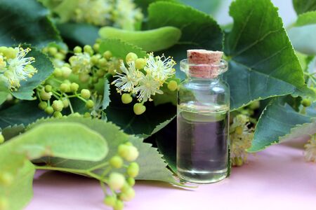 Linden flowers on wooden lindenの写真素材
