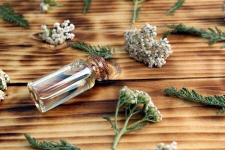 Yarrow flower oil aromatherapy to treat the bodyの写真素材
