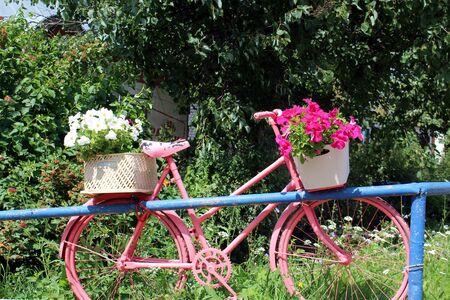 City decor pink bicycle with growing fresh flowers hitched to an iron fenceの写真素材