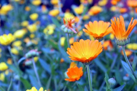 Flowers of orange calendula. Medicinal plant grows on a summer dayの写真素材