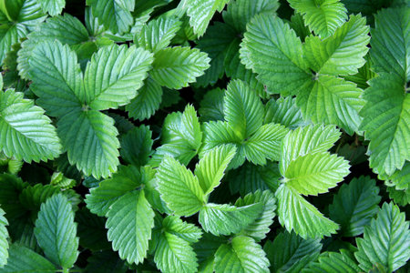 Texture fresh green leaves of organic strawberries growing outdoors