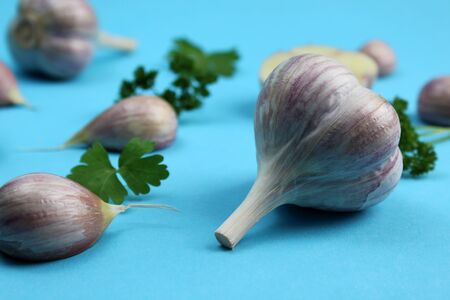 Garlic and cloves of garlic on a blue background with green parsley.の写真素材