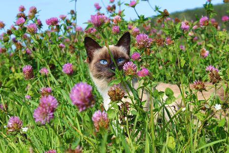 Siamese cat in the grass sits and looksの写真素材