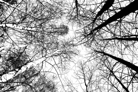Black and white photo of trees, bottom view upの写真素材