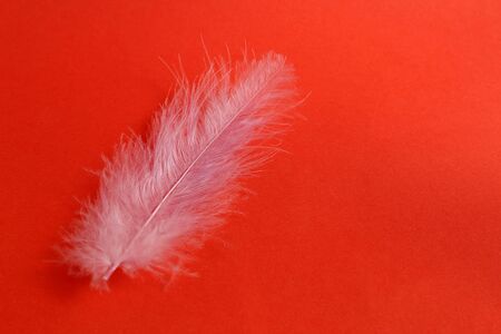 Light, airy feather gently lilac on a red backgroundの写真素材