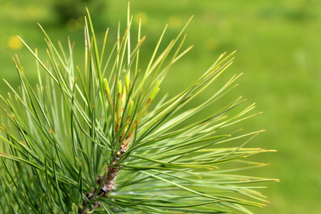 Branches fresh needles spruce grow in spring