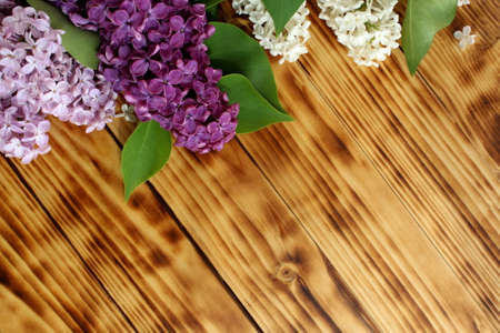 Three colors of lilac on a wooden backgroundの写真素材