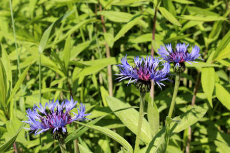 Garden blue cornflowers on a green background in the sunの写真素材