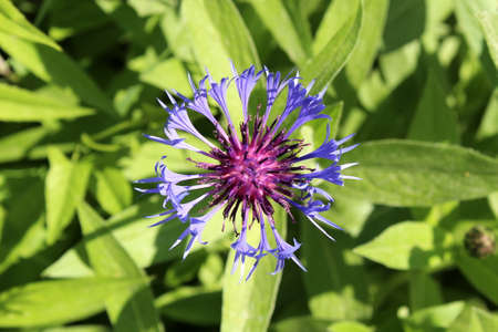 Single cornflower flower on a green background, top viewの写真素材