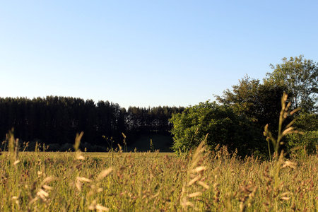 Evening field with tall grass on the background of the forestの写真素材