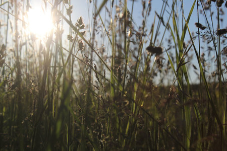 On a sunny evening, sun rays seep through the tall grass