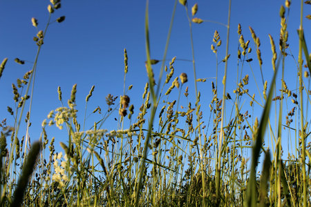 Tall grass photographed from bottom to top