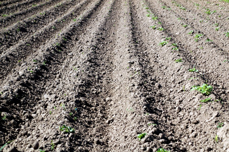Combs with planted potatoes in a field in spring