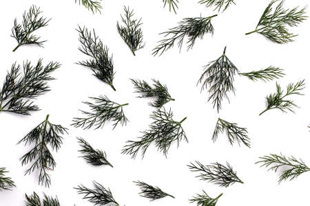 Texture fresh, green dill spread on white backgroundの写真素材