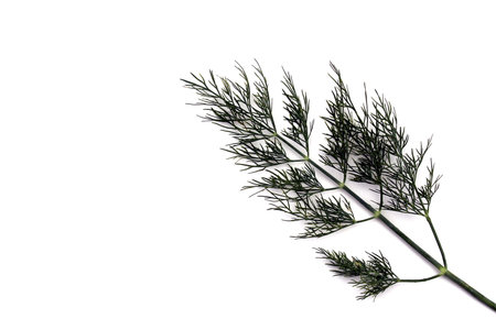 A branch of dill lies on a white background