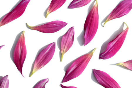 Texture of pink petals from flowers on a white backgroundの写真素材