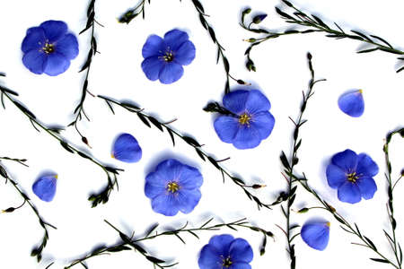 Texture blue little flowers and twigs lie on a white backgroundの写真素材