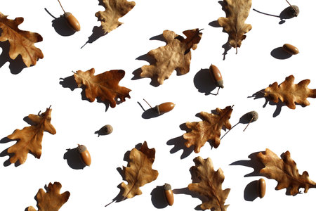 Texture of oak leaves and acorns on white background