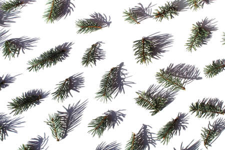 Texture on a white background from fir branchesの写真素材