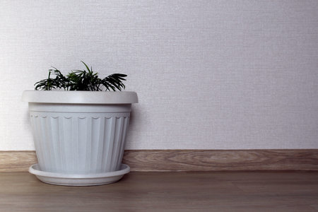 A pot of flowers stands against the wall in the house