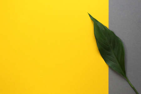 Green leaf lies on yellow and gray flowers at the same timeの写真素材