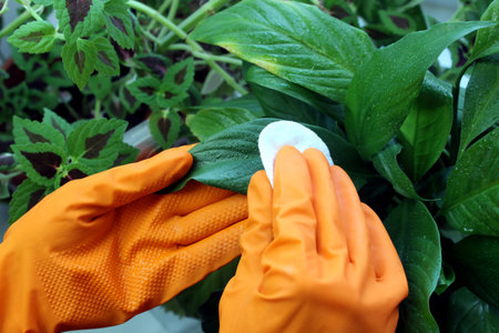 Gloved hands wiping dust from indoor plants