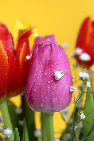 Bouquet of different colorful tulips on a yellow backgroundの写真素材