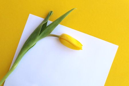 Yellow tulip lies on white paper on a yellow backgroundの写真素材
