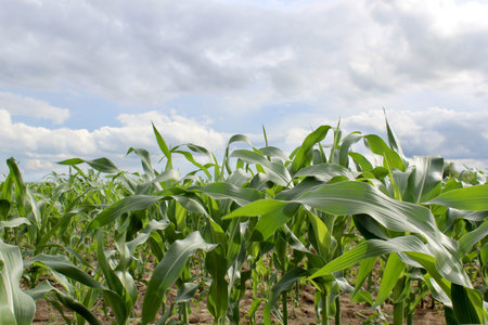 A young cornfield grows in summer. cloudy windy day