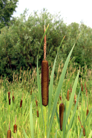 On a summer day, cattail grows in a swampy area