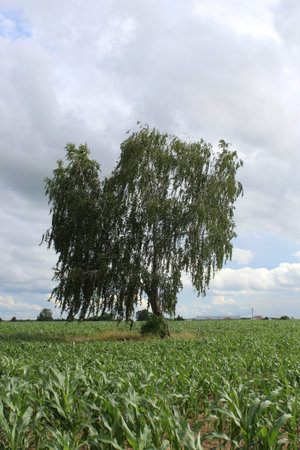 A lone birch tree stands in the middle of a cornfield on a summer day