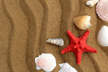 Travel theme. Seashells lie on the sand with space for text.