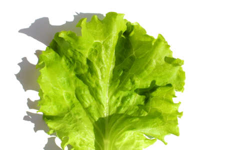 A green juicy lettuce leaf lies on a white background.の写真素材