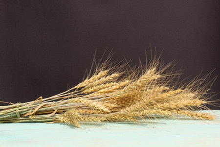 A bunch of ears of barley lies on the table.の写真素材