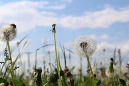 Summer field with dandelions after flowering on a sunny day.の写真素材