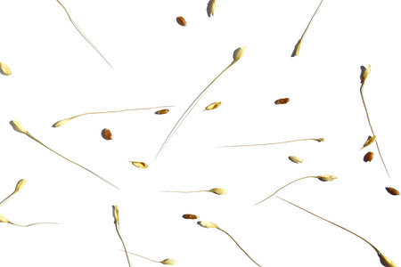 Grains of barley scattered on a white isolated background.