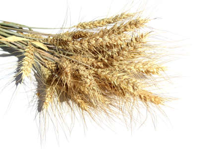 Spikelets of barley, bouquet, lies on a white background.の写真素材