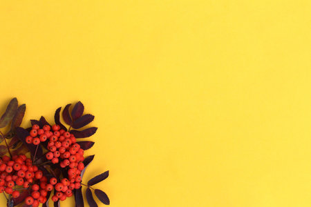 A red juicy branch of a mountain ash lies on a yellow background with a place for text.の写真素材