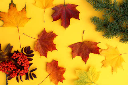 Autumn leaves lie on a yellow background. Abstract background.の写真素材