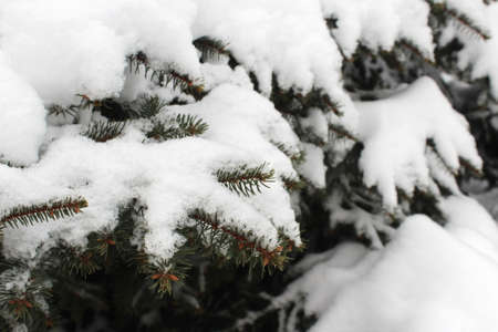 Spruce branches hang under a thick layer of snow.の写真素材