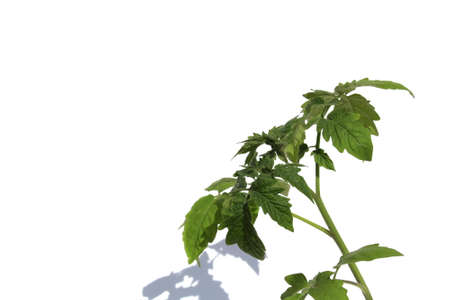 Tomato seedling grows on a white isolated background.の写真素材