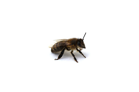 Insect bee stands on a white background.