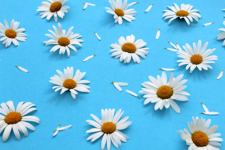 Background of white daisies on a blue background.