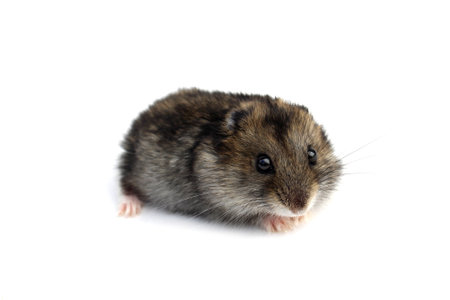 Gray hamster frightened sits on a white background.の写真素材