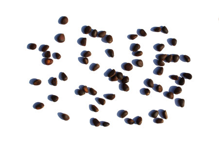 A bunch of pine nuts on a white background.