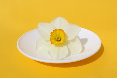 Narcissus flowers lie on a white small plate on a yellow background.の写真素材